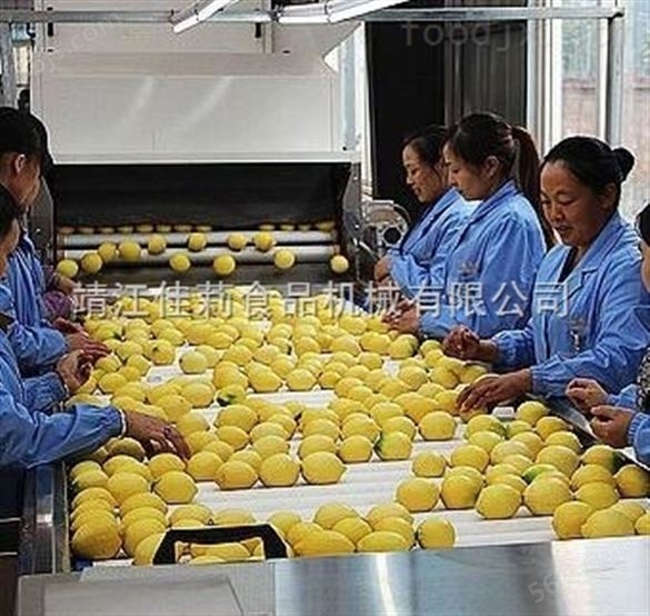 高效率柠檬加工设备生产